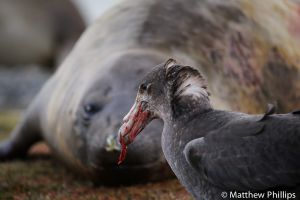 Giant Petrel feeding on Elephant seal afterbirth